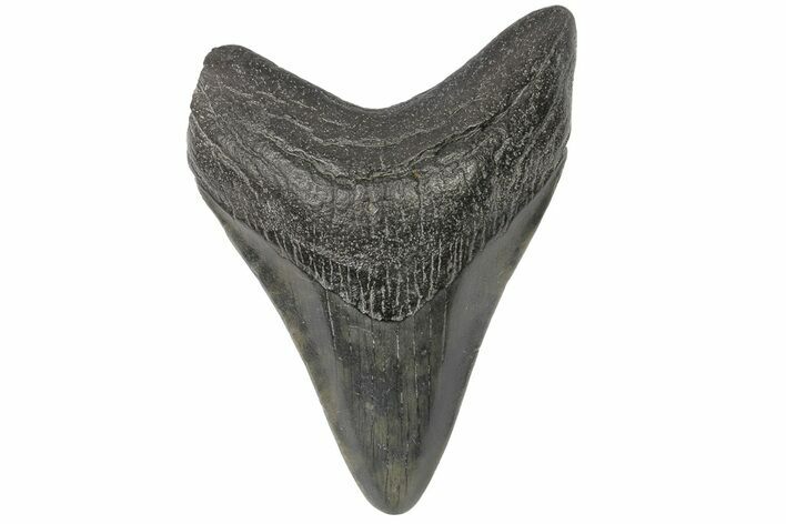 Juvenile Megalodon Tooth - South Carolina #169311